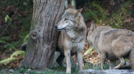 La oficina nacional de la caza rechaza la validez de un supuesto censo del lobo elaborado por organizaciones anticaza