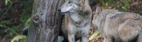 La ONC reclama al Ministerio la elaboración urgente de un Censo Nacional del Lobo