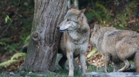 La ONC reclama al Ministerio la elaboración urgente de un Censo Nacional del Lobo
