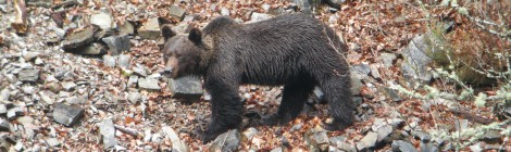 La ONC lamenta la muerte del oso hallado en Asturias y exige a las autoridades que se investiguen las causas con el fin de seguir apoyando la recuperación de la especie