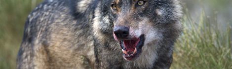 Fundación Artemisan defiende la Estrategia Nacional de Conservación del Lobo ibérico, avalada por la expansión de esta especie