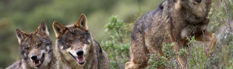 Artemisan defenderá en los tribunales el Programa de Actuaciones de Control del Lobo en Asturias