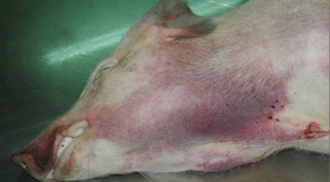 Declarada la Peste Porcina Africana en una región de la República Checa fuera de las zonas de restricción
