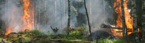 La Federación Galega de Caza llama a las sociedades y cazadores gallegos a actuar con solidaridad ante los incendios